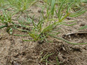 Spergularia arvensis Shoot